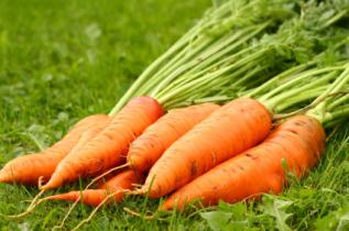 WHAT YOU NEED TO KNOW ABOUT BONGOB CARROTS