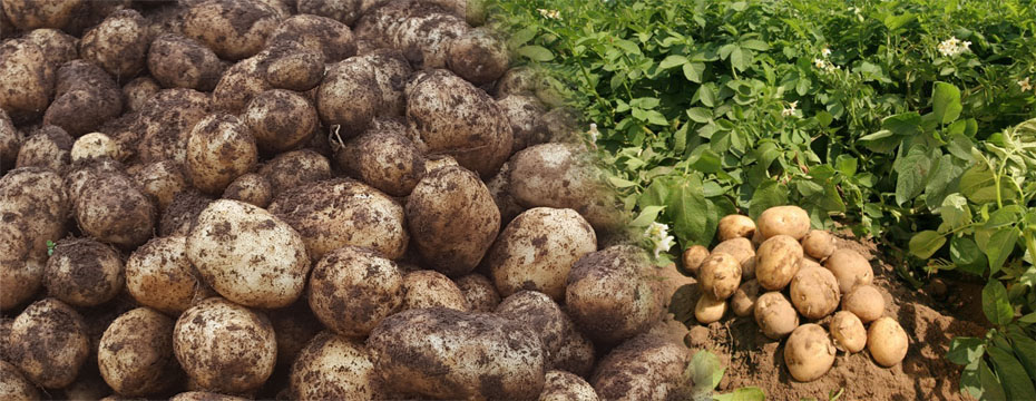 Potato Cultivation